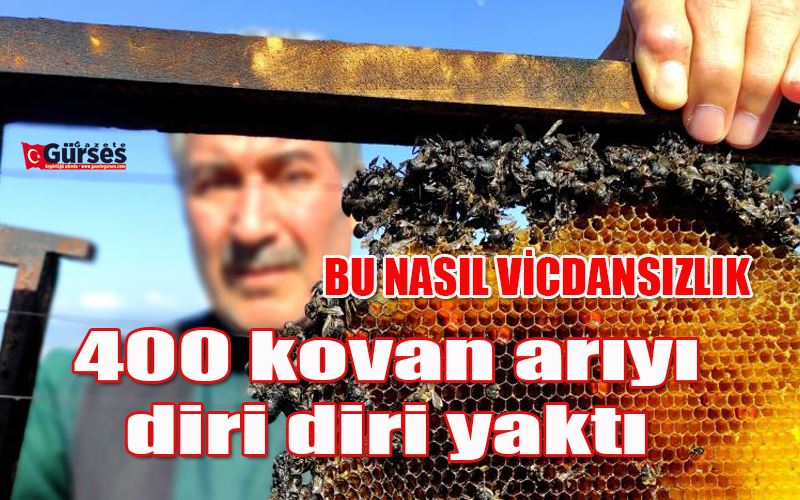 Vicdansızlar 400 kovan arıyı diri diri yaktı