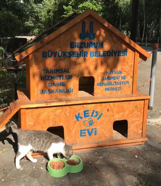  Büyükşehir il genelinde 68 noktaya kedi evi kurdu