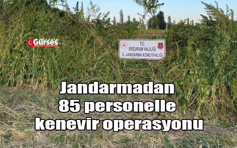 Jandarmadan 85 personelle kenevir operasyonu