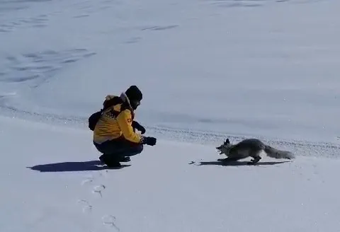 Tilkiyi tuttukları balıkla beslediler