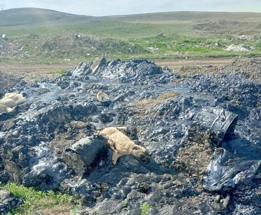 Zifte batan 10 köpek yavrusuna şefkat eli