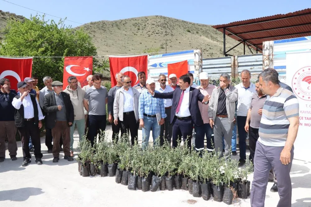 Oltu’da çiftçiye 1300 zeytin fidanı