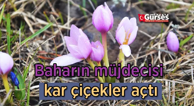 Baharın müjdecisi kar çiçekler açtı