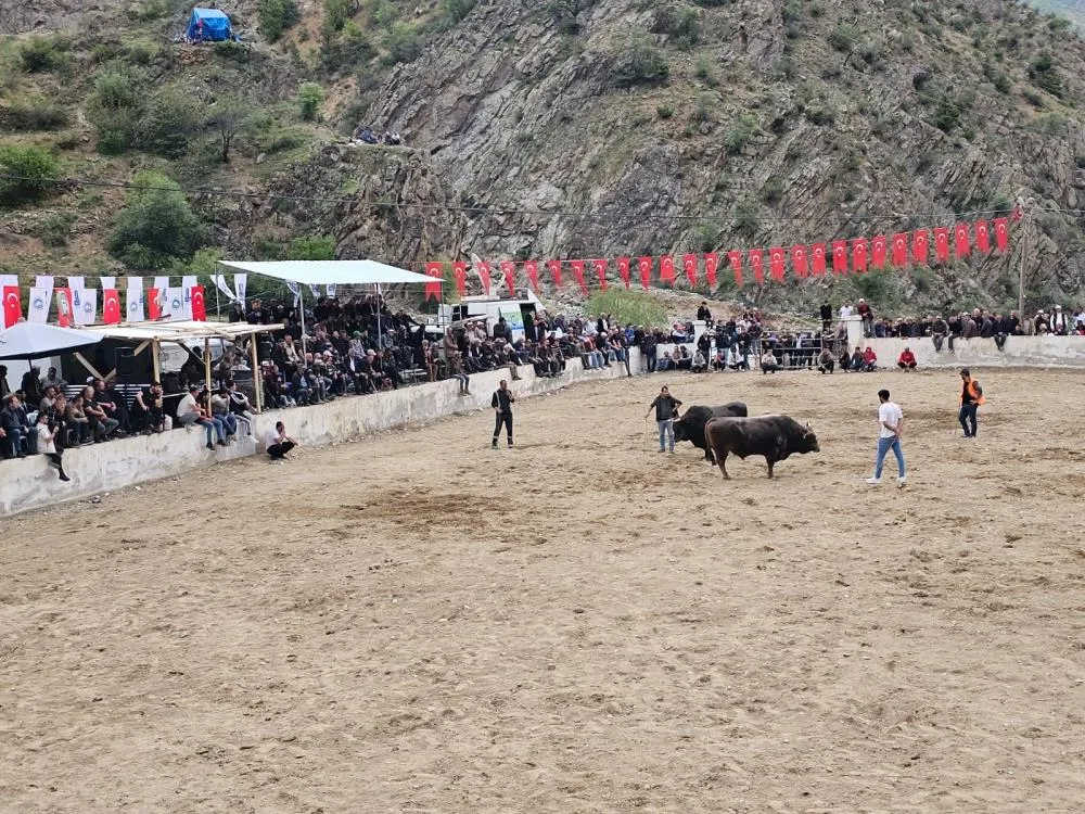 İspir’de boğalar sahada sahipleri saha dışında birbirine girdi