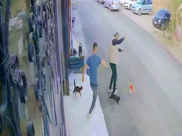 Çılgın kedilerin saldırısı güvenlik kamerasında