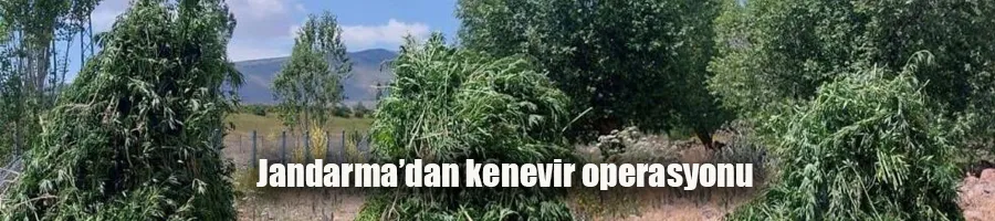 Jandarma’dan kenevir operasyonu