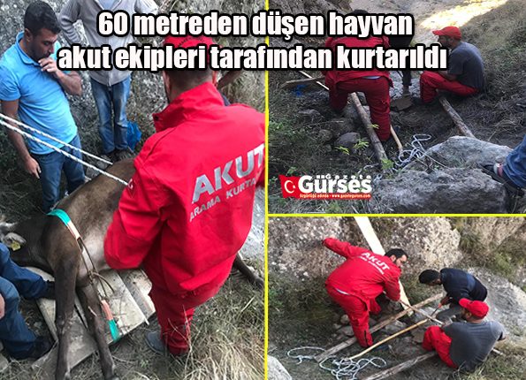 60 metreden düsen hayvan akut ekipleri tarafindan kurtarildi