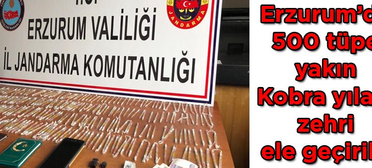 Erzurum’da 500 tüpe yakin Kobra yilani zehri ele geçirildi